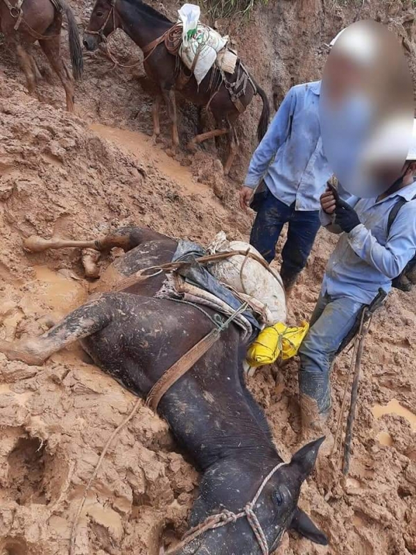 Ante posible caso de maltrato animal la comunidad de Volcaneras se pronunció