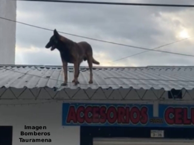 Perro “acróbata” salió a dar un paseo por el tejado de una veterinaria en Tauramena
