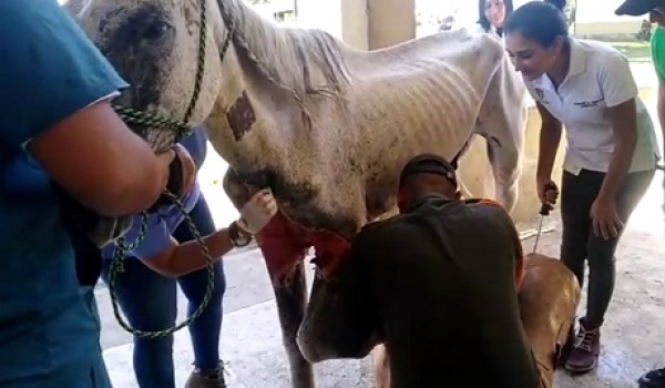 El caballo “Valiente” se recupera del maltrato de su dueño