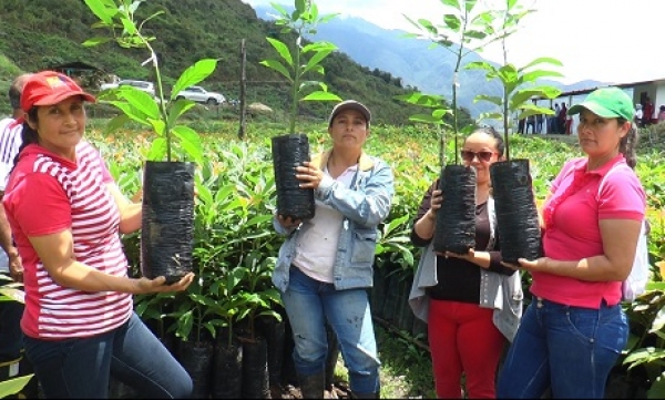 Víctimas de La Salina y Sácama le apuestan al aguacate Hass