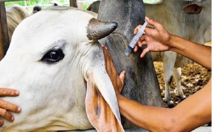 Ya inició el primer ciclo de vacunación contra fiebre aftosa y brucelosis en Casanare