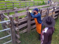 Primer ciclo de vacunación contra la fiebre aftosa y brucelosis bovina del 5 de mayo al 21 de junio