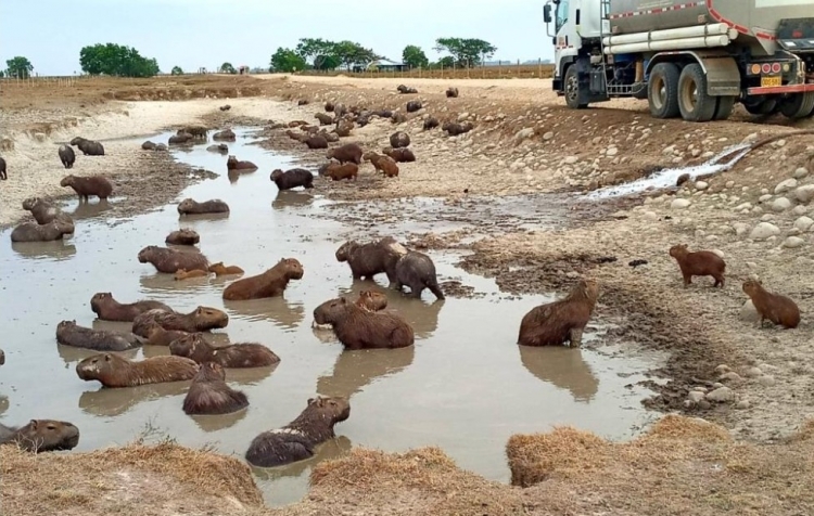 Llevan agua a puntos críticos donde chigüiros están en riesgo en Paz de Ariporo