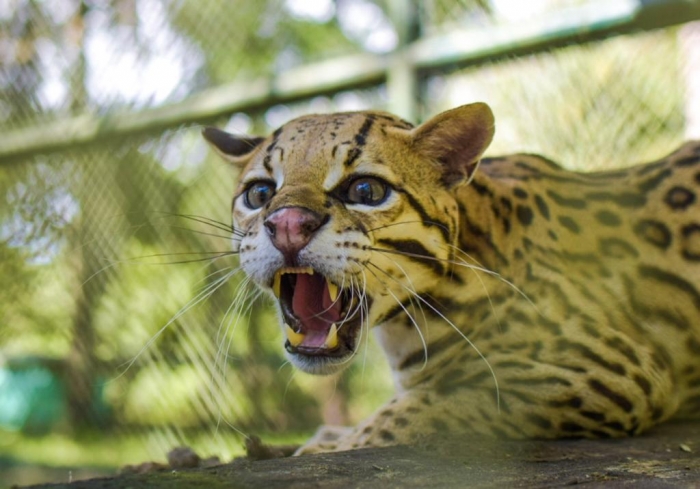 Liberan a 163 animales en su hábitat natural en Maní