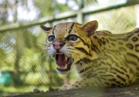 Liberan a 163 animales en su hábitat natural en Maní