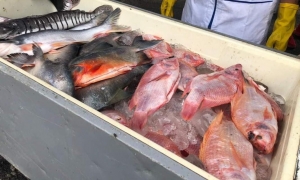 Todos para la feria del pescado este domingo en Yopal