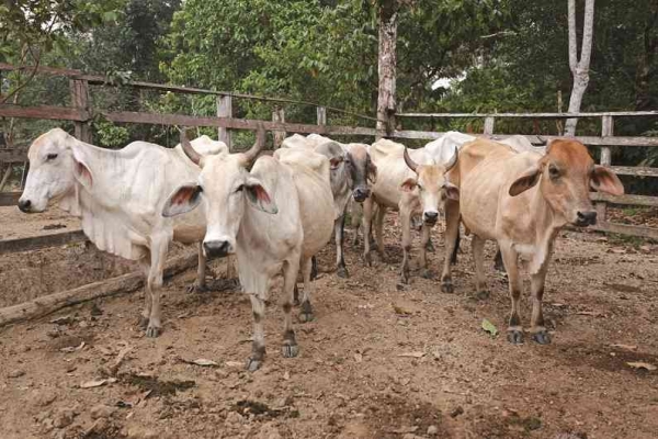 Productividad de la ganadería Casanareña mejoró en tres años