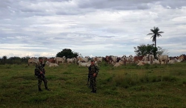 Millonario hurto de ganado fue frustrado por el Ejército en Hato Corozal