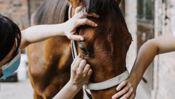 Reportan brote de encefalitis equina del este en San Luis de Palenque