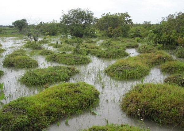 National Geographic financiará investigación sobre Surales en Casanare