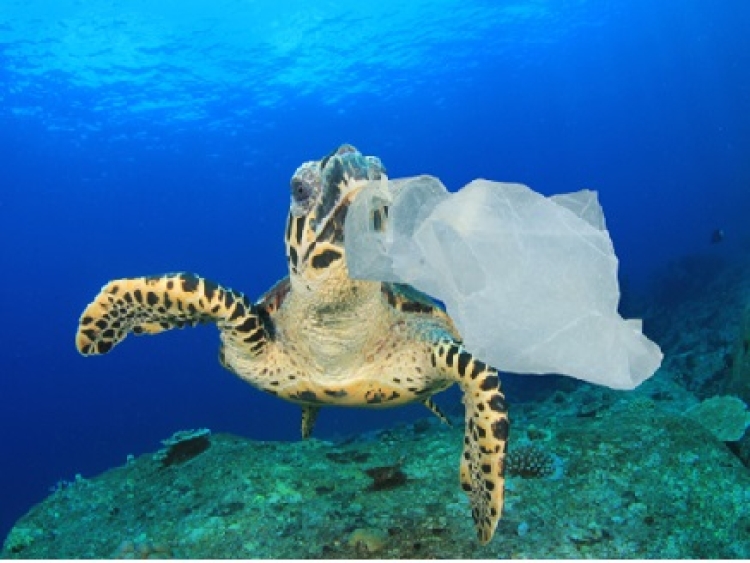 Hoy se celebra el día mundial sin bolsas plásticas: Urgencia global para combatir la contaminación oceánica