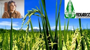 Fedearroz busca diálogo con la ministra de agricultura para hablar sobre comercialización del grano