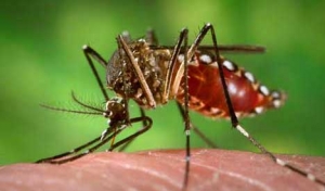Cinco municipios de Casanare en zona de epidemia por dengue