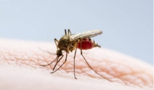 Brote de dengue en Paz de Ariporo obliga a la Gobernación a tomar acciones urgentes