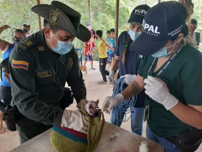 120 mascotas recibieron atención médica veterinaria en Yopal