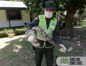 21 especies de animales silvestres fueron rescatados en Casanare