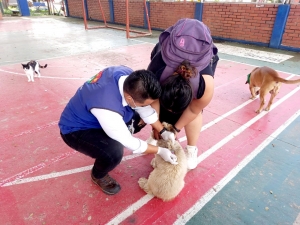 Más de 80 perros y gatos fueron vacunados este fin de semana en Yopal