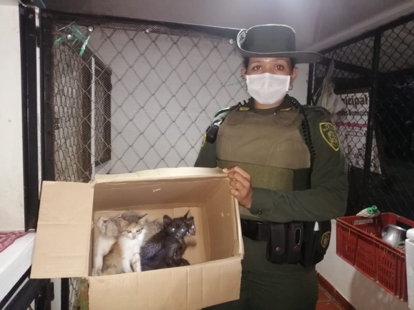 Aumentan casos de maltrato animal en Casanare