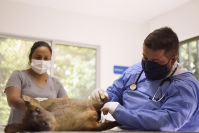 Murió venado encontrado herido entre Aguazul y Tauramena