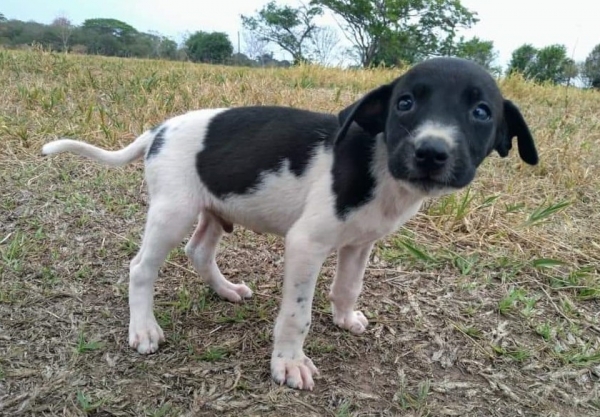 Disponibles para adopción felinos y caninos en Albergue de Animales de Yopal