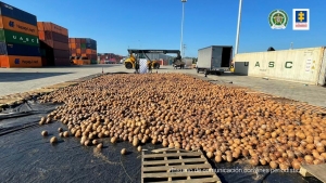 En 20.000 cocos iba camuflada cocaína líquida que pretendía salir oculta hacia Europa