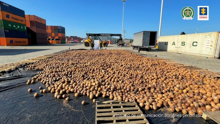 En 20.000 cocos iba camuflada cocaína líquida que pretendía salir oculta hacia Europa