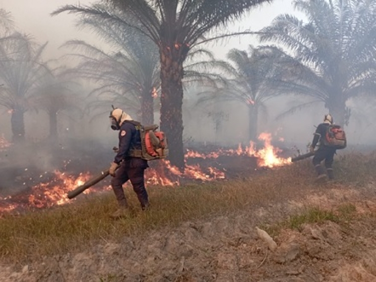 Más de mil hectáreas de vegetación se quemaron en incendio forestal en zona rural de Maní