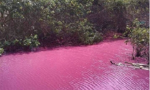 Además de mar, Colombia tiene un río rosado que pocos conocen