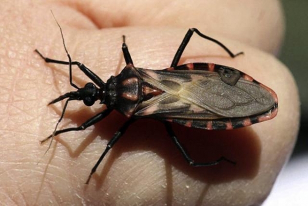 Mientras se busca controlar el Covid19, también preocupa proliferación del Chagas en Yopal