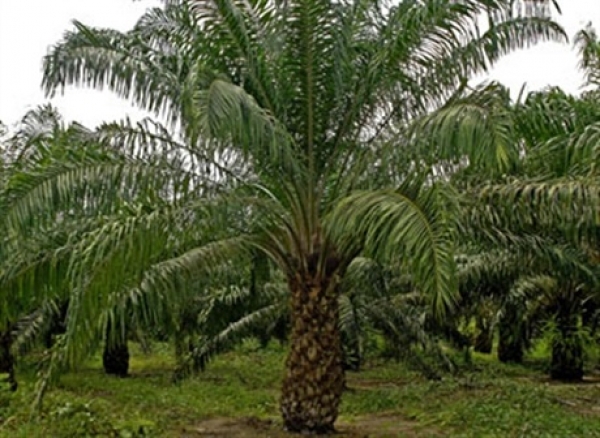 Palmera San Felipe en Orocué confirma 7 trabajadores positivos en pruebas rápidas para Covid-19