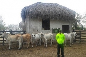 Policía recuperó ganado en Casanare mediante denuncias