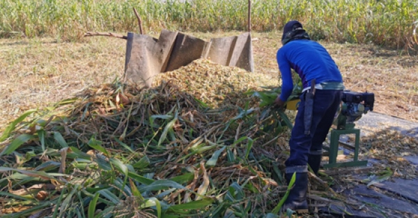 Productores de silo reciben apoyo y acompañamiento del Gobierno departamental