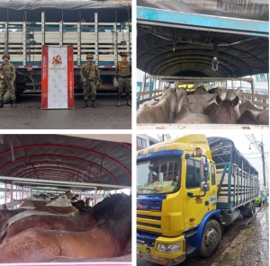 Más de 130 animales entre equinos y bovinos recuperados en este inicio de año en Arauca