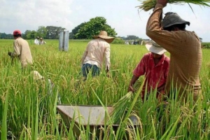 Gobernación busca alternativas para mitigar la crisis de los arroceros en Casanare