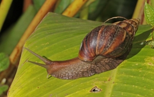 El caracol gigante africano, especie invasora tiene presencia confirmada en 18 de los 19 municipios de Casanare