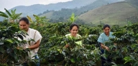 Excombatientes entregan primeras 22 toneladas de café orgánico para comercializar en el exterior