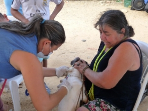 Yopal intensifica jornadas de vacunación para mascotas