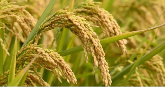 Ministerio de Agricultura destinará 25 mil millones de pesos para comprar excedentes de arroz