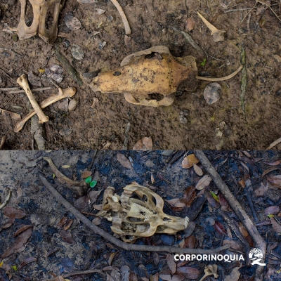 Denuncian presunta caza y sacrificio de fauna silvestre en San Luis de Palenque