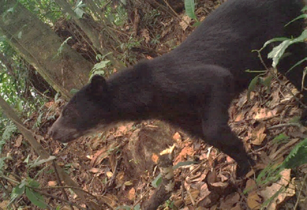 Indígena que asesinó un oso anteojos en Arauca, deberá responder ante las autoridades