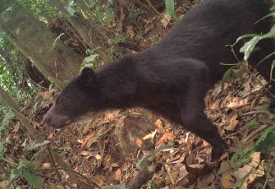 Indígena que asesinó un oso anteojos en Arauca, deberá responder ante las autoridades