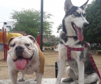 Avanza ciclo de vacunación antirrábica de caninos y felinos en zona rural de Yopal