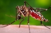 638 casos notificados de Dengue en Casanare en lo corrido de 2020