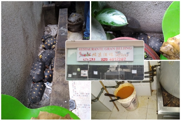 En Yopal, fue sellado restaurante chino donde se sacrificaban morrocoyes