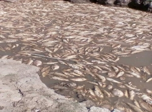 Alerta por mortandad de peces en Paz de Ariporo