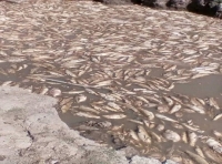 Alerta por mortandad de peces en Paz de Ariporo