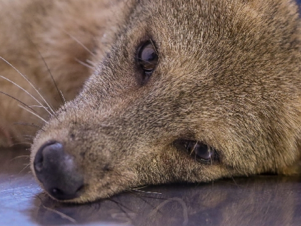 Zorro silvestre rescatado en Aguazul se recupera en hogar de paso de Corporinoquia