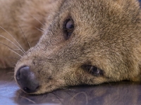 Zorro silvestre rescatado en Aguazul se recupera en hogar de paso de Corporinoquia