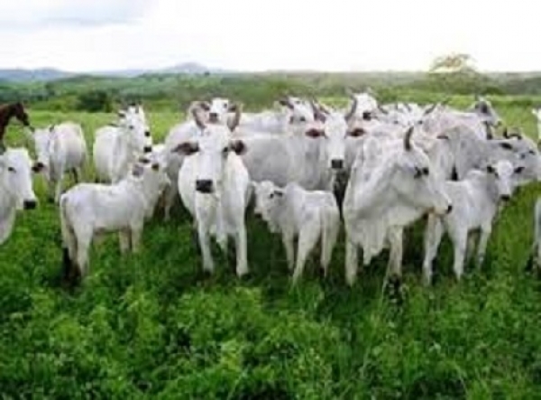 Cronograma de socialización de praderas mejoradas por la Gobernación de Casanare