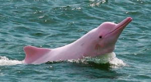 Investigan estado de conservación del Delfín Rosado y el Manatí